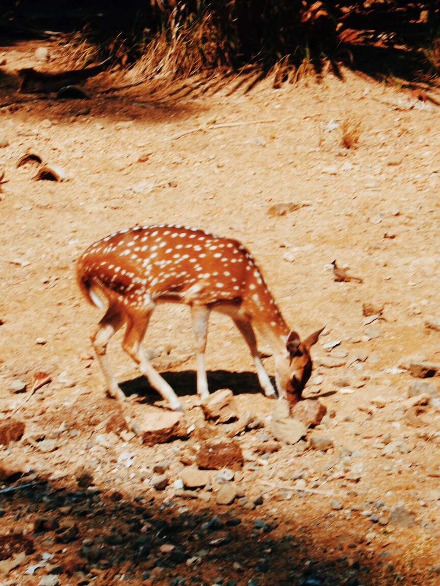 Andaman and Nicobar Islands: Heaven on&nbsp;Earth